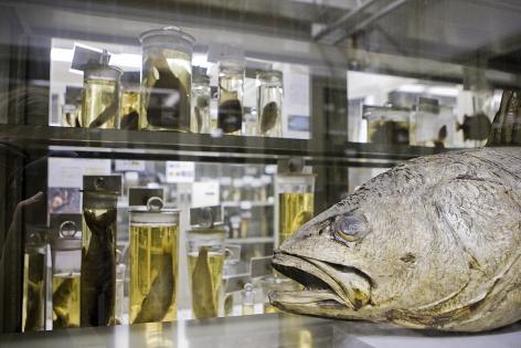 Griezelen in het Museum voor Dierkunde.