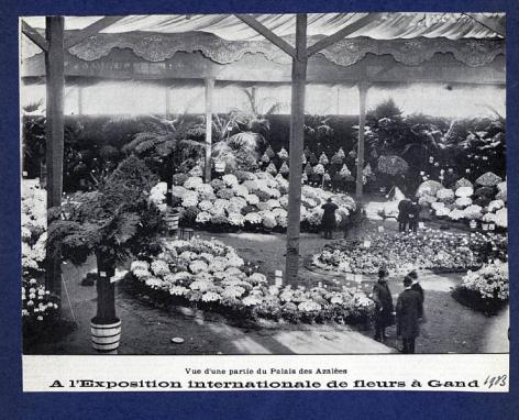 Azaleapaleis op de Floraliën van 1903 in het Casino (Collectie Universiteitsbibliotheek, © UGent ).