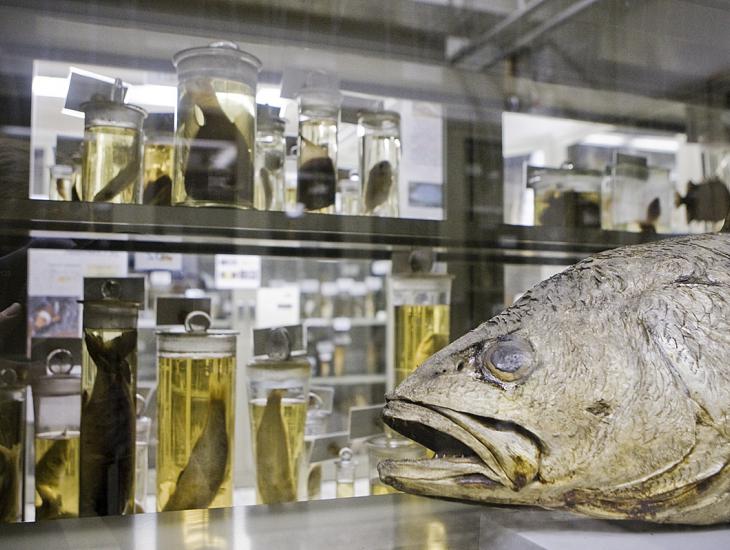 Griezelen in het Museum voor Dierkunde.