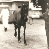 Paardenspecialist aan de Gentse Veeartsenijschool Jean Henri Bouckaert (links) laat een paard voor zich uit lopen om te achterhalen waar het precies hinkt (foto privécollectie Jan Ignace Bouckaert). 