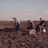 Geoloog René Tavernier (rechts) in 1990 in Texas tijdens de 'International soil correlation meeting on classification and management of wet soils' (privé-archief Roger Langohr). 