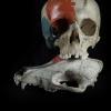 Beschilderde schedels mens en hond, Collectie Morfologie (foto Benn Deceuninck)