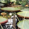 Waterlelie Victoria Amazonica in de Victoriaserre van de Plantentuin (Collectie Universiteitsarchief Gent, © UGent - foto Hilde Christiaens).