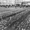 Proefveld van het Rijksstation voor Sierplantenveredeling (1946-1955) bij de Rijkslandbouwhoogeschool op de Coupure Links (Collectie Universiteitsarchief Gent).