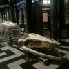 Voor 'Out of the Box' hangt het toekomstige Gents Universiteitsmuseum (GUM) in oktober 2017 het skelet van vinvis Leo in de Sint-Baafskathedraal op (foto UGent).